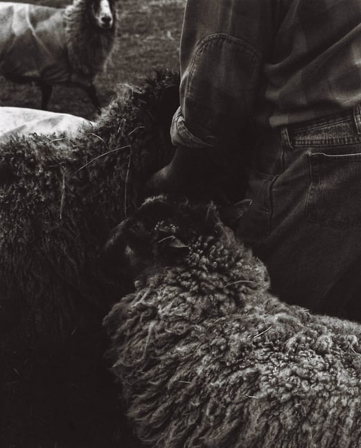 Green - The Shepherd