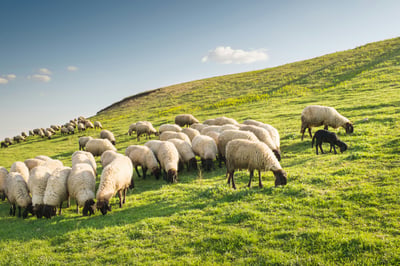 Psalm 23 as Prayer | Week 1