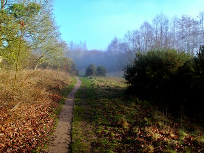 Step by Step through Lectio Divina | Week 1