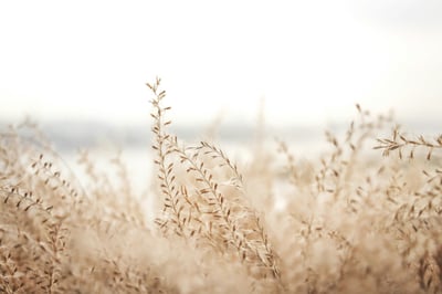 Meditate through Attention | Week 2